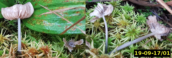 Picture of <i>Entoloma poliopus</i> var <i>discolor showing typical stipe colour</i>